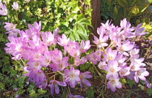 Autumn Crocus