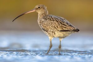 Curlew