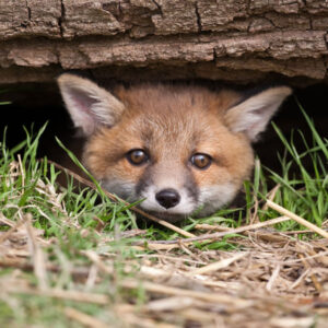 Fox hiding under a tree