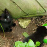 Eddy & Rupert help themselves to a chicken snack near their hideout