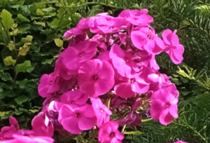 Phlox