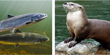 Salmon and otter