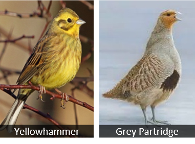 yellow hammer & grey partridge